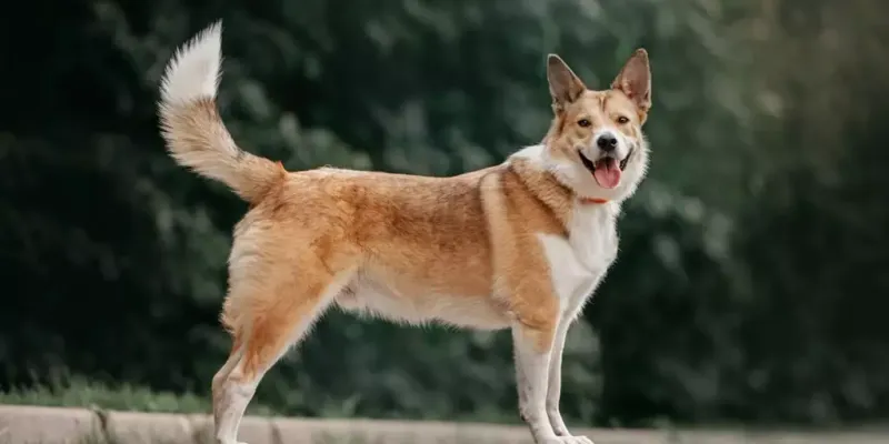 Watch Their Tail Movement