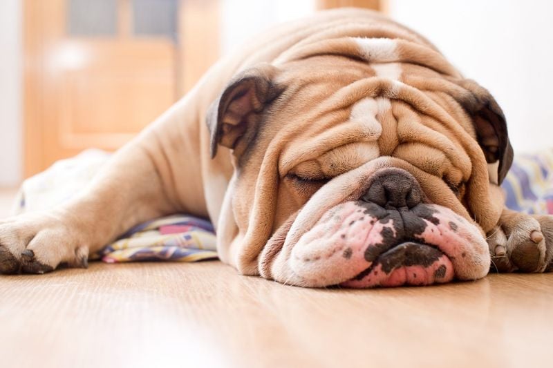 Bulldog: Unshakeable Block-Headed Buddies