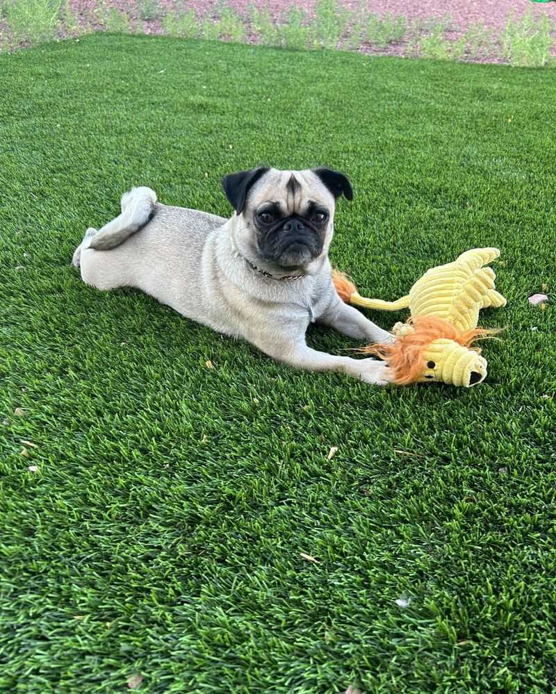 Pug