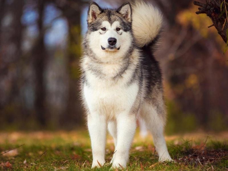 Alaskan Malamute: Arctic Powerhouses Need Space