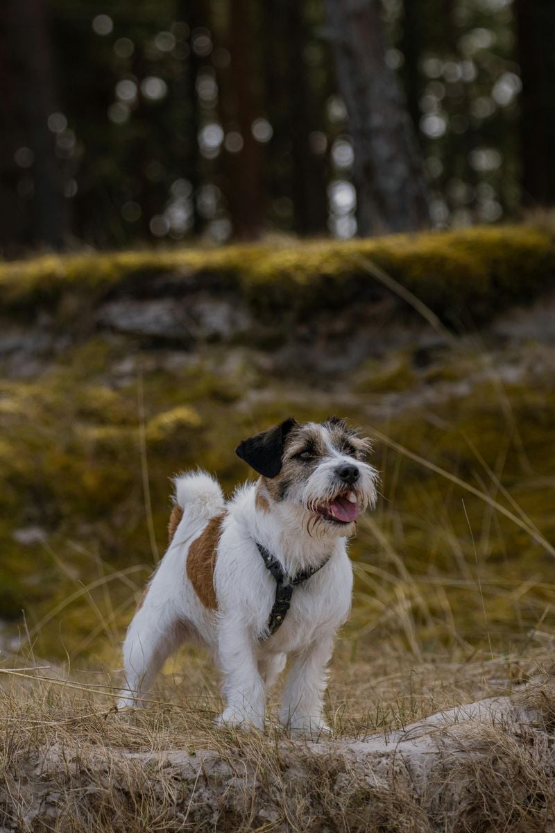 Jack Russell Terrier