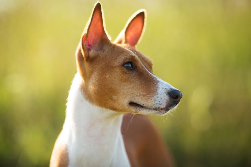 Basenji