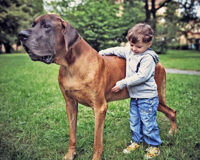 Great Dane