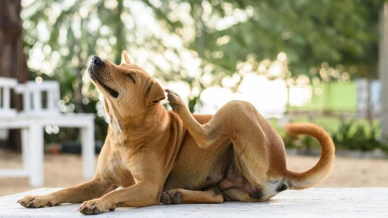Chronic Itching or Skin Irritations