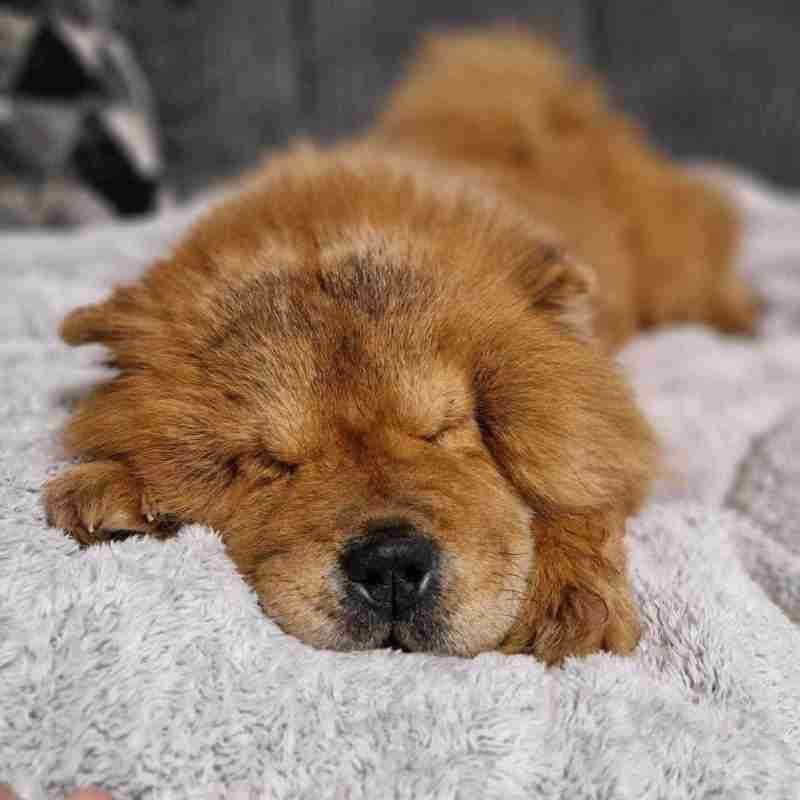 Chow Chow: The Independent Sleeper