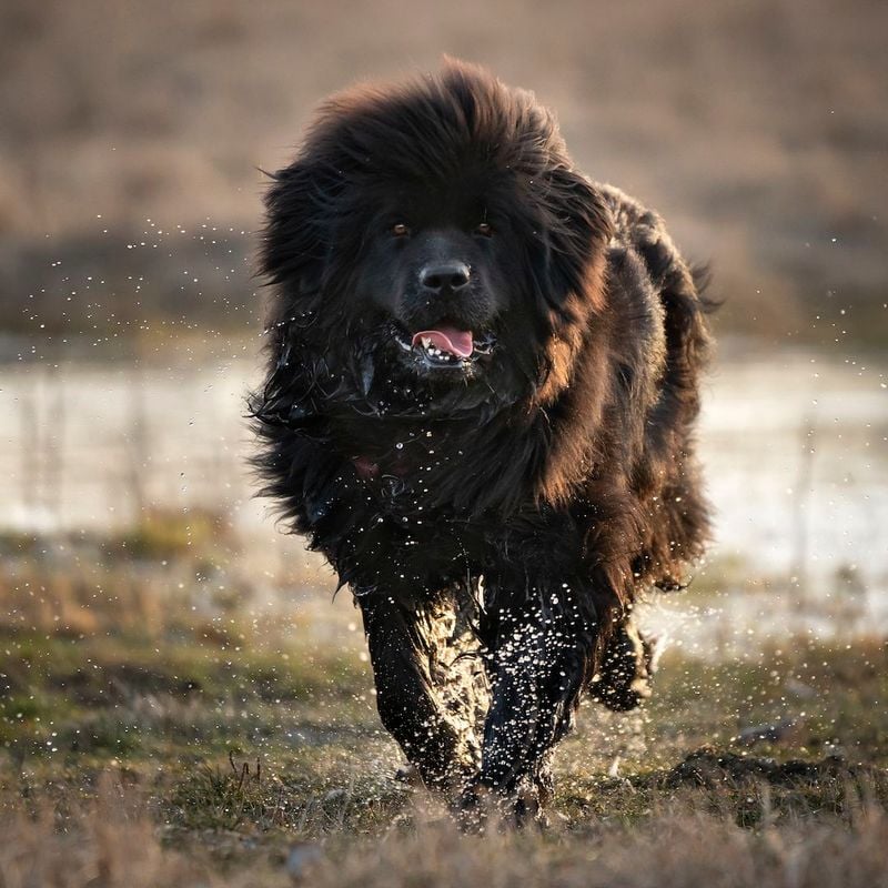Newfoundland