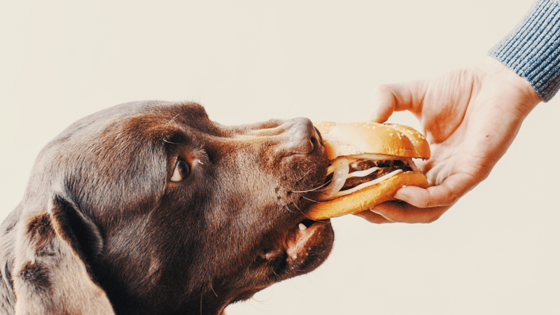 Dogs Shouldn’t Eat People Food Ever