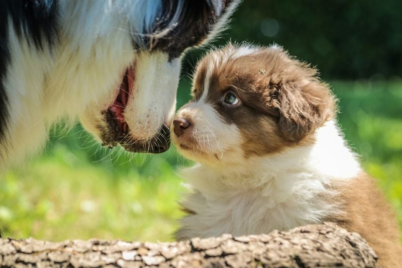 Introducing a new dog isn't always easy