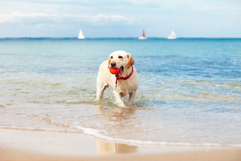 Labrador Retriever