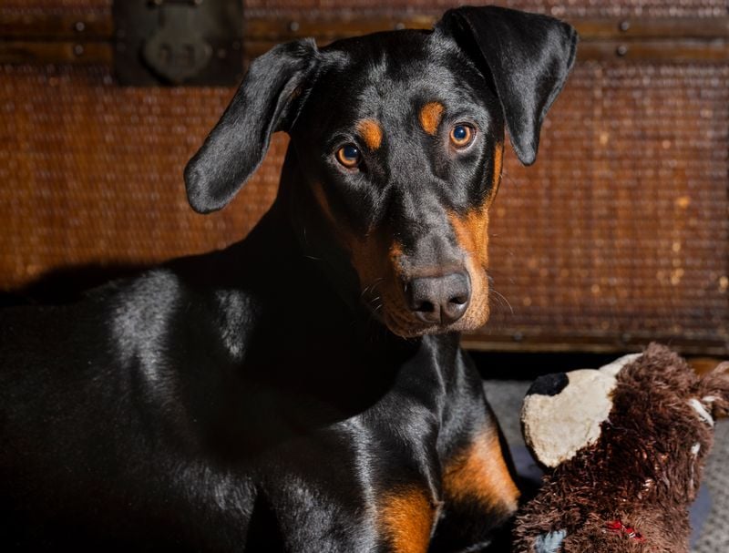 Doberman Pinscher