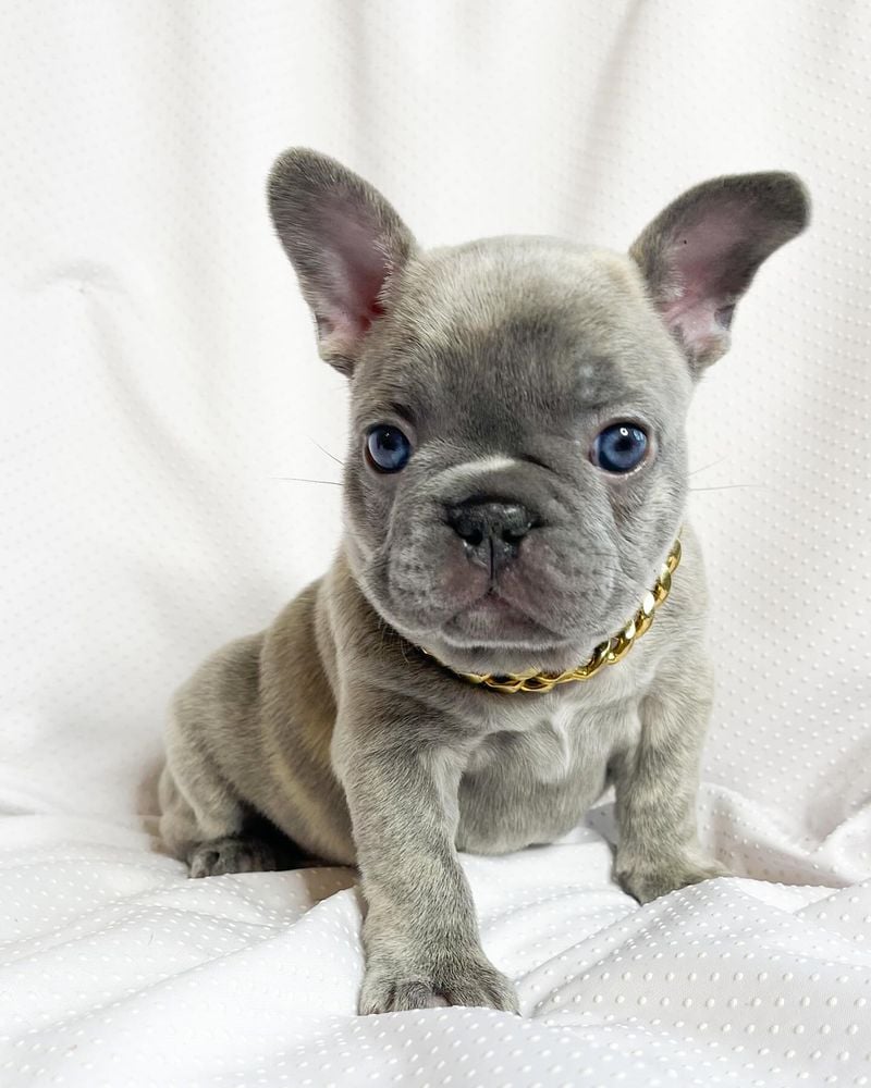 French Bulldog: The Clown in a Tuxedo