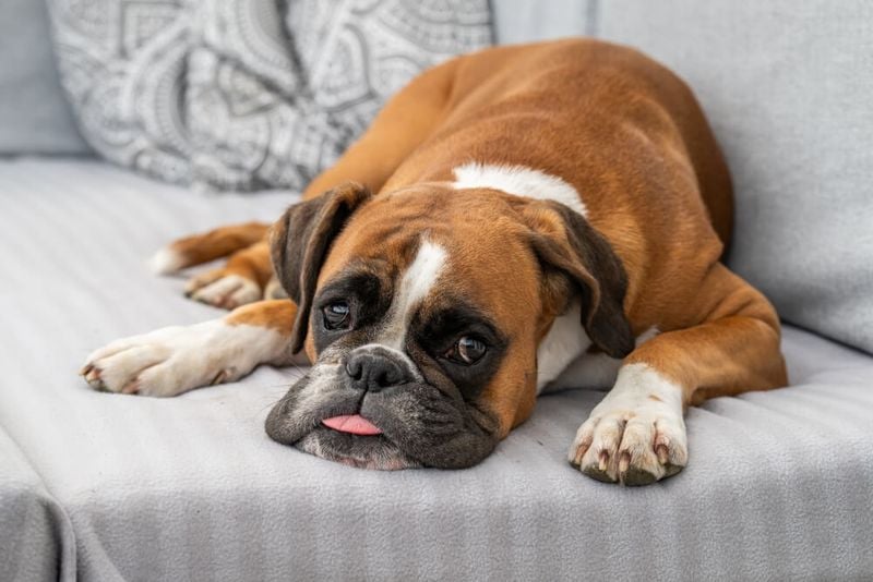 Powerful-Yet-Gentle Boxer