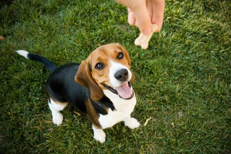 Teach Positive Reinforcement During Encounters