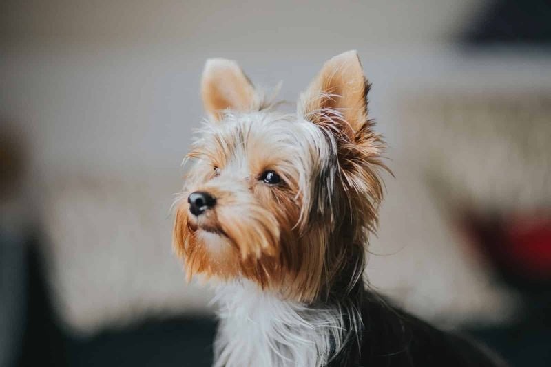 Loyal Yorkshire Terrier