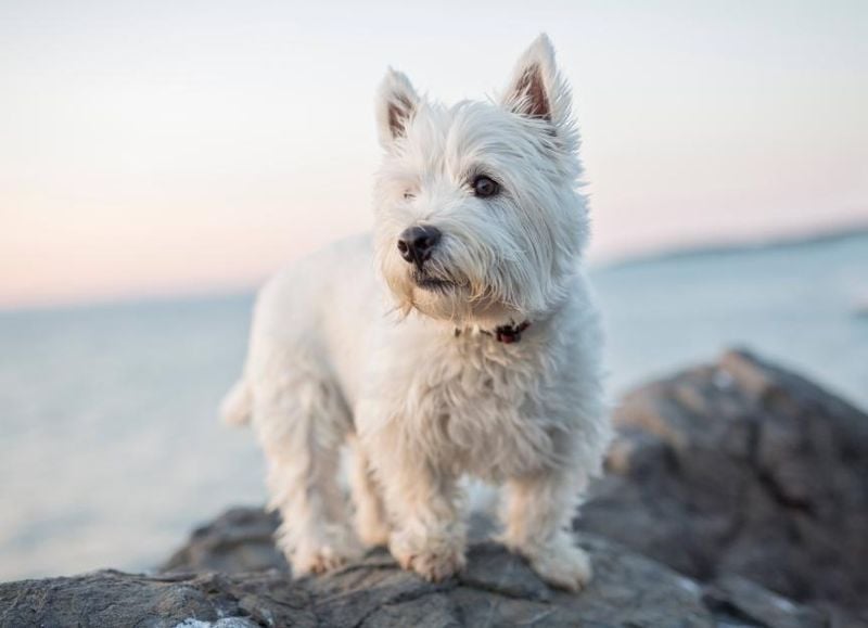 West Highland White Terrier
