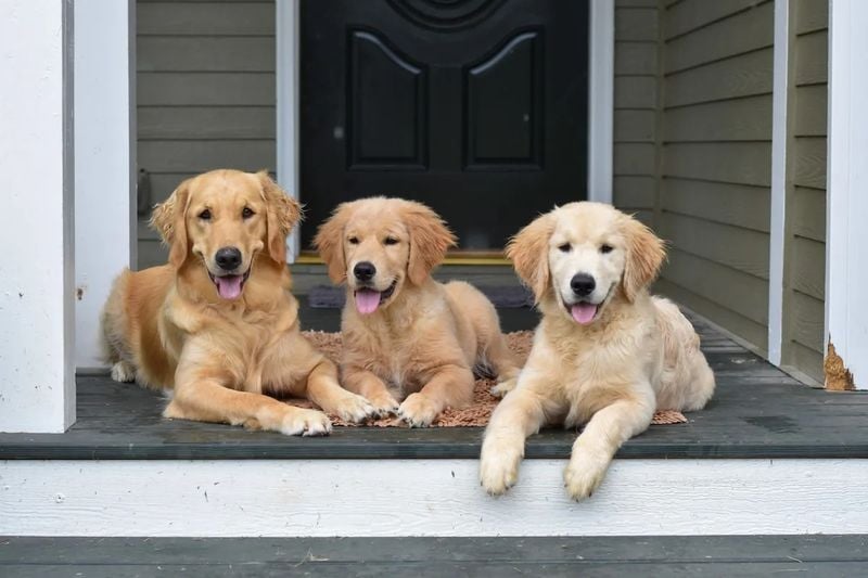 Double (or triple) the love
