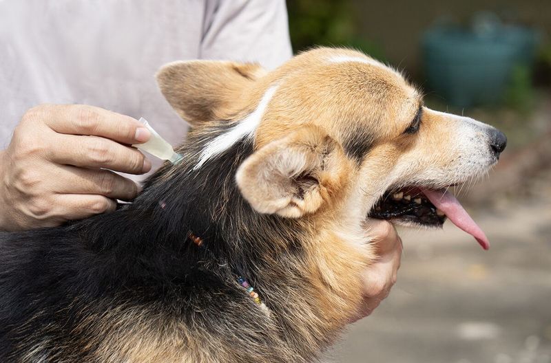 Use Prescription Flea Preventatives Consistently