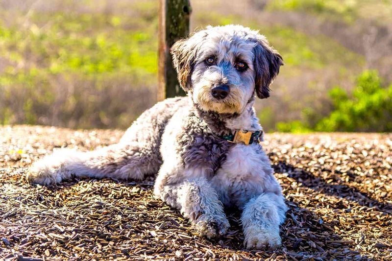 Aussiedoodle