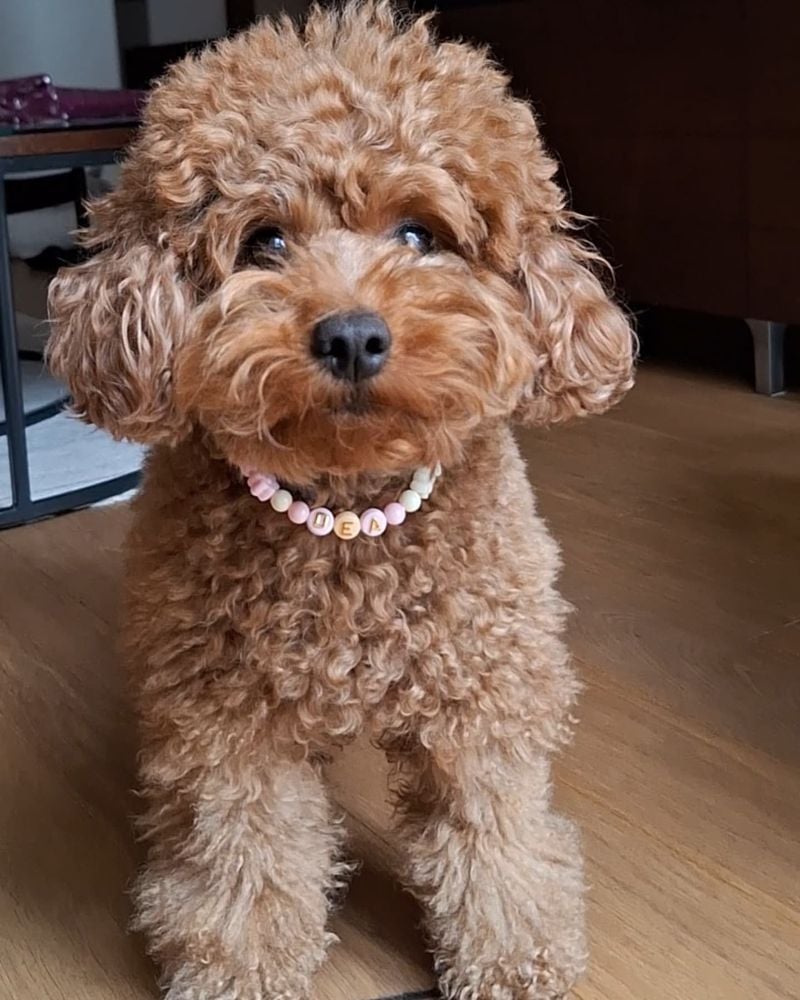 Toy Poodle