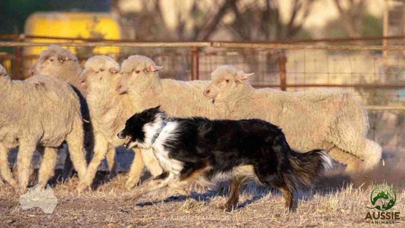 Natural Herding Instincts and Management