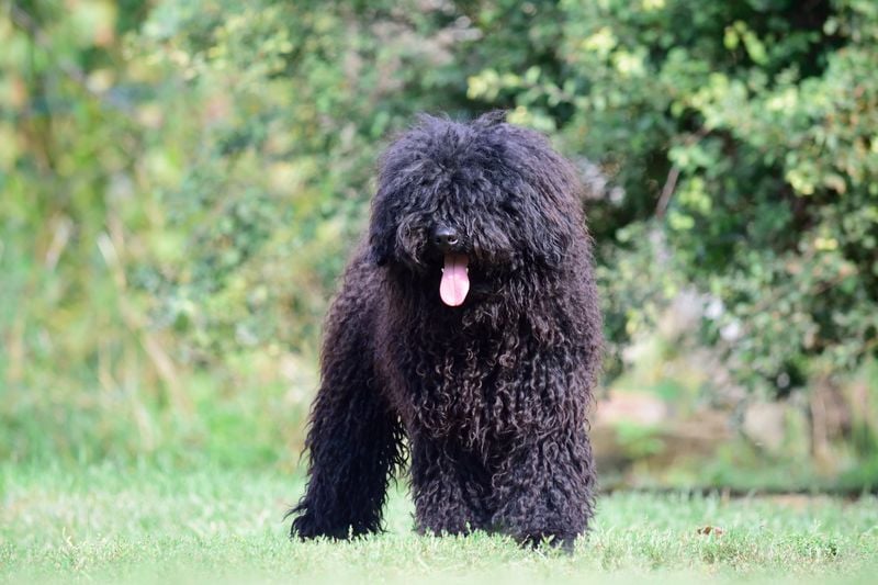 Puli