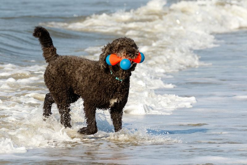 Standard Poodle: The Elegant Aquatic Athlete