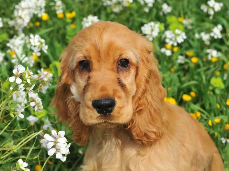 ESFJ – Cocker Spaniel