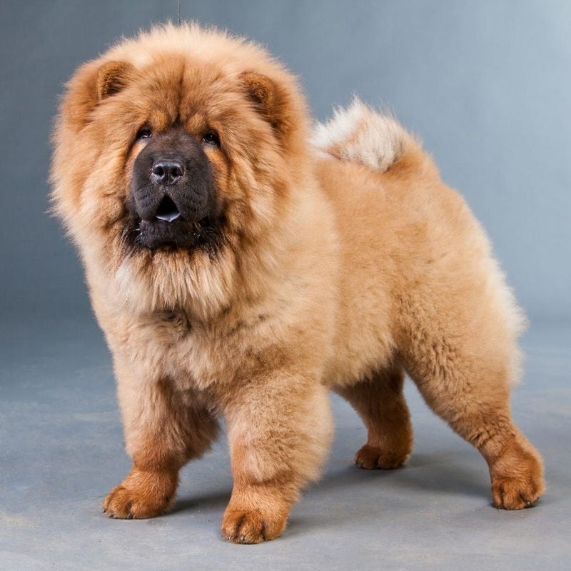 Chow Chow
