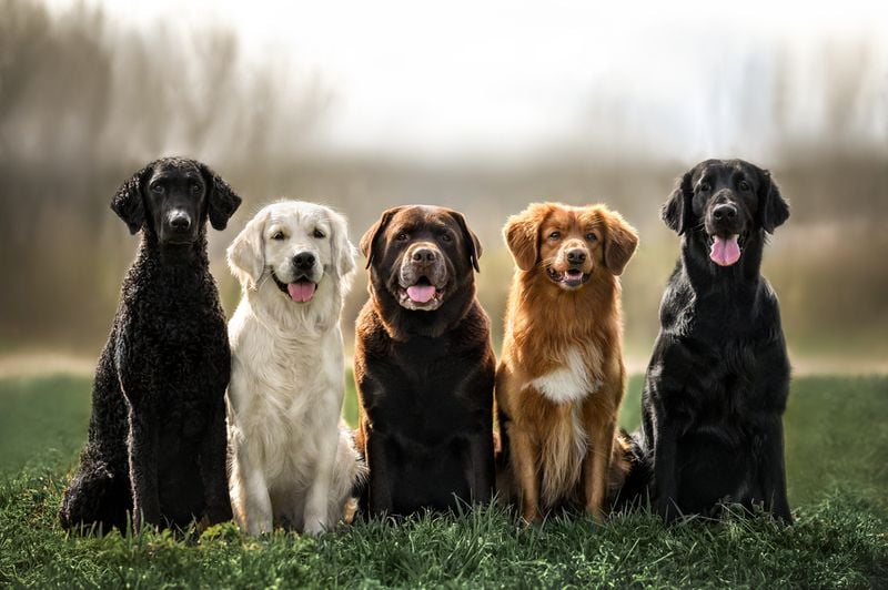 Perfect for pack-oriented breeds