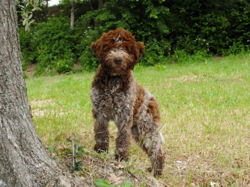 Lagotto Romagnolo