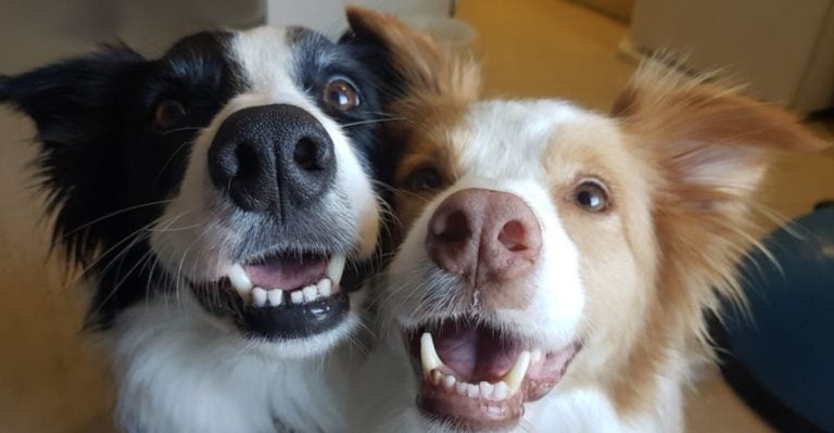 Male or Female Dog? 15 Clues That Reveal the Better Fit for You