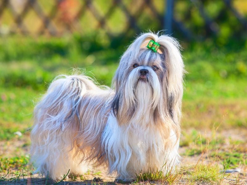 Shih Tzu: Royal Companion of Comfort