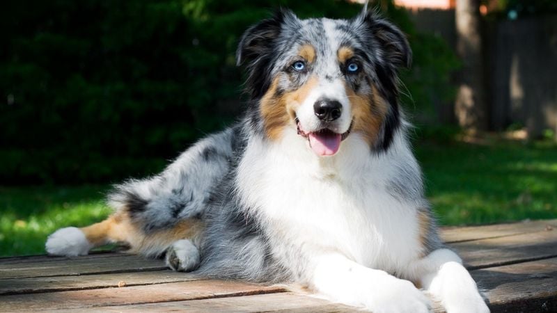 Australian Shepherd: Too Smart for Suburban Life