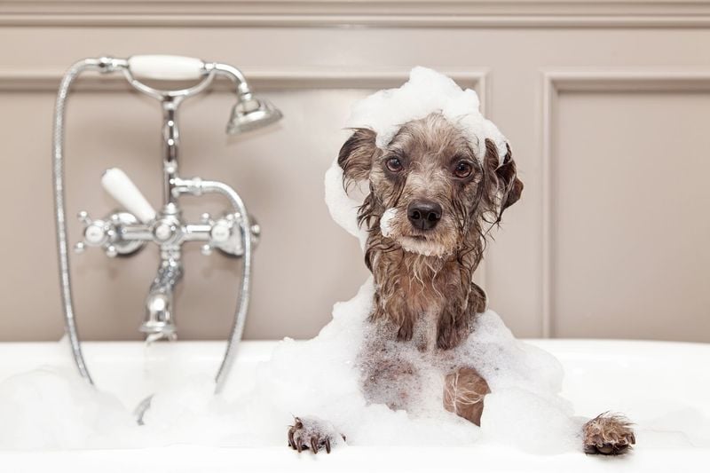 Bathe Your Dog With a Flea-Control Shampoo