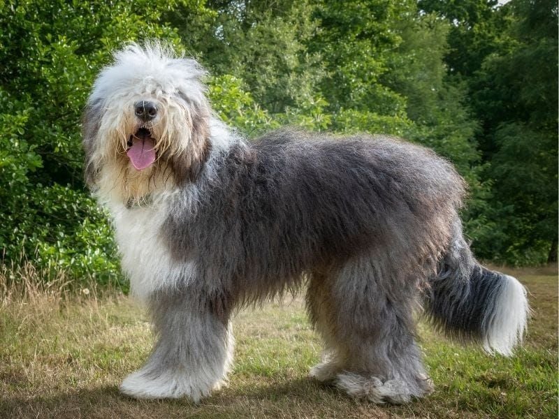 Old English Sheepdog