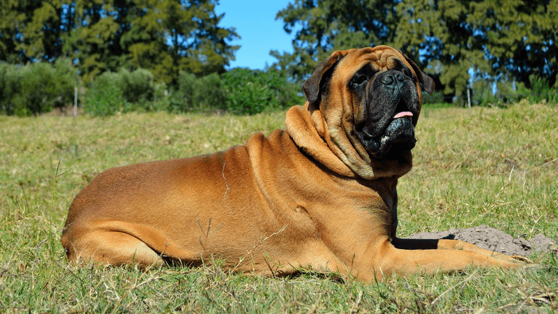 The Muscular Protector: Bullmastiff
