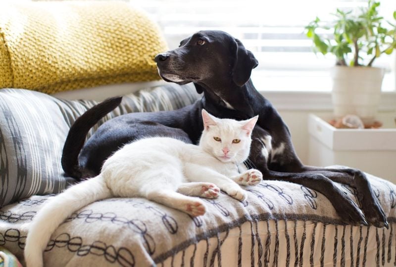 Protection From Young, Rowdy Pets