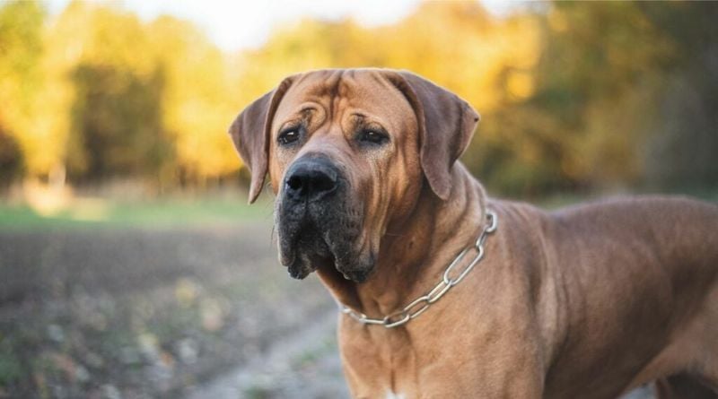 Tosa Inu: Japanese Fighting Dogs with Challenging Temperaments