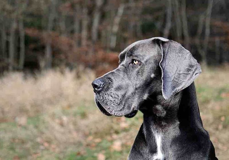 Great Dane