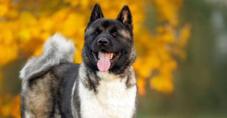 Multi-Pet Household? These 25 Dogs Could Cause Chaos