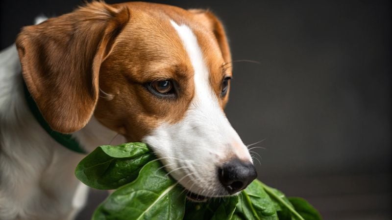 Spinach