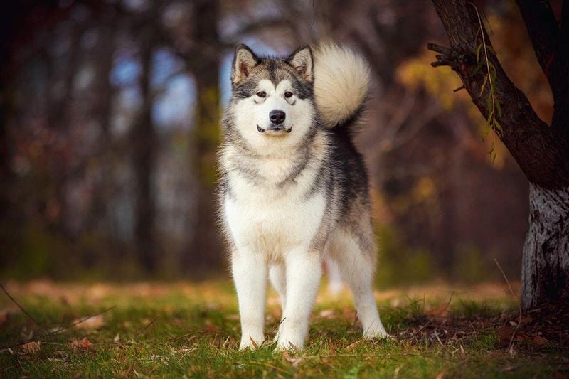 Alaskan Malamute – The Arctic Powerhouse (235 PSI)