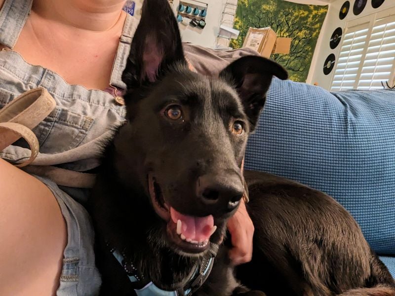 Intense Belgian Malinois