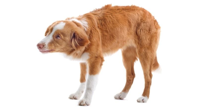 Tail Signals Telegraph Fear