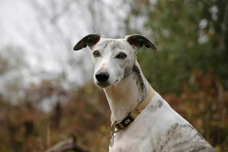 Whippet