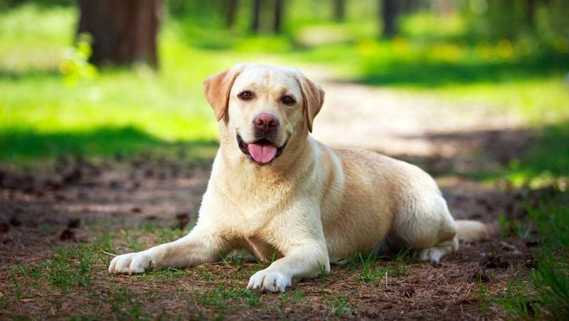 Labrador Retriever: The Friendly Giant Who Needs Movement