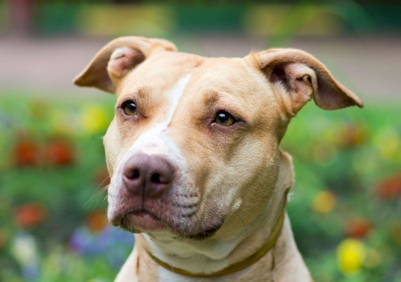 Legal Restrictions and Breed-Specific Legislation