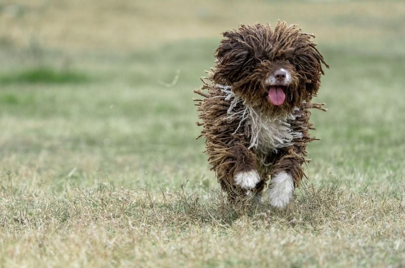 Spanish Water Dog: The Woolly Water Worker
