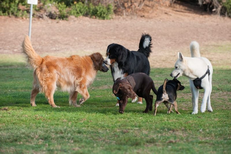 Changes in Socialization With Other Pets