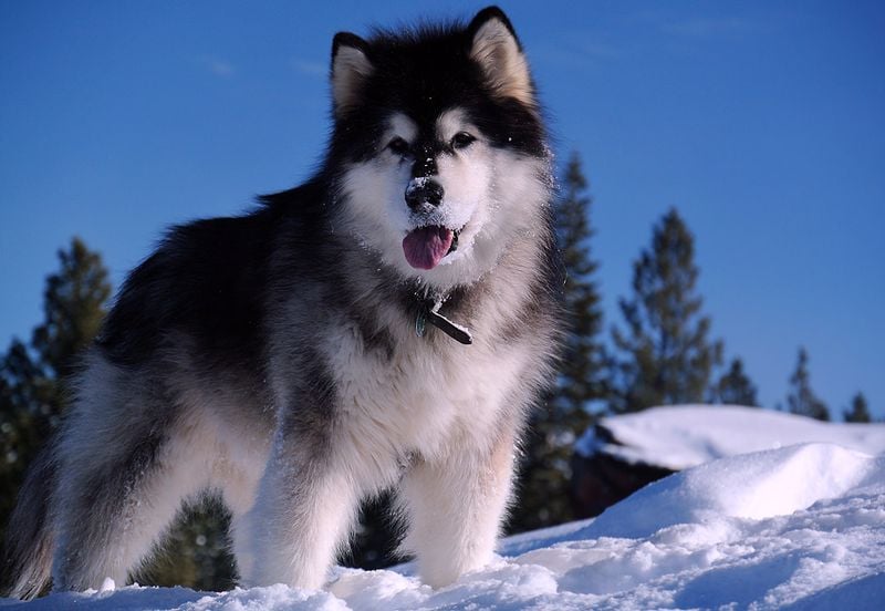 Alaskan Malamute